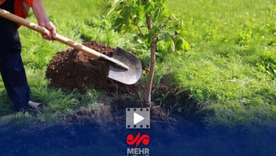 برگزاری پویش درختکاری به یاد دختران شهید میناب در مجموعه ورزشی آزادی